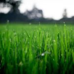 Lawns – What to do now?